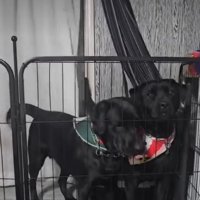 こちらを見る犬2