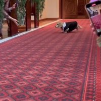 意気揚々と入場