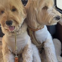 車窓のそばに座る2匹の犬