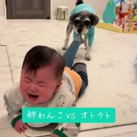 「そっちに行っちゃダメだよ！！」