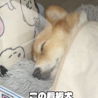 ZZZ…