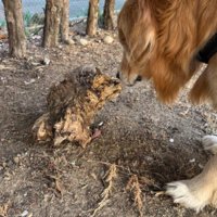 ただの木の破片でした