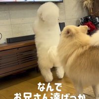 「それ、僕のボールだよね？」
