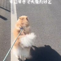 ラテくんのビフォーアフター9