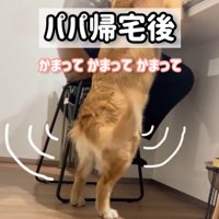 テーブルに前足を乗せて男性の近くに寄る大型犬