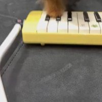 鍵盤の上に置かれている犬の前足