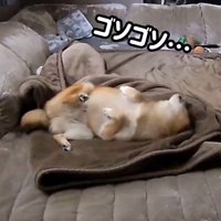 毛布に包まるころ君3