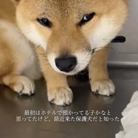 不安いっぱいの表情だったくま丸さん