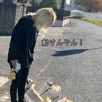 チワワ3匹とお散歩7