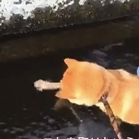 手を伸ばして取ろうとする犬