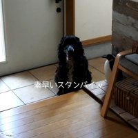 ルーク君をお散歩に誘った時の態度4