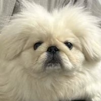 ペキニーズのつもちゃん