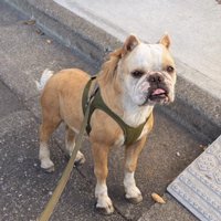 みやびちゃんを馬に加工5