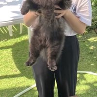 持ち上げられる黒い犬