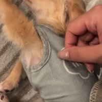 リラックスする子犬
