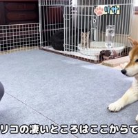 リサちゃんは怖がってる…