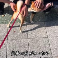 なんて平和な光景…！