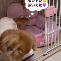 ケージから出る犬