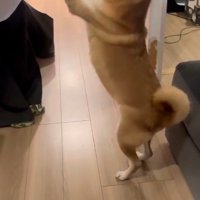 お姉ちゃんを熱烈歓迎するけいちゃん8