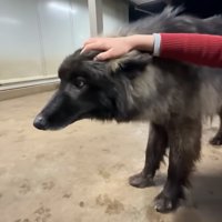 撫でられる犬