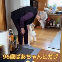 おばあちゃんに飛びかかる犬
