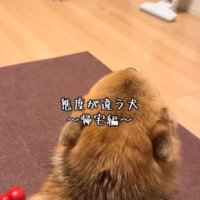 あずきちゃんの態度の違い9