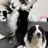 ボーダーコリー姉弟