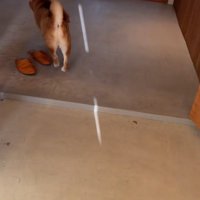 どこかに行ってしまいました