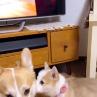 レンくんを見つけたレナちゃん