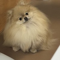 可愛い