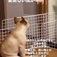 別の日のこむぎちゃん