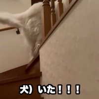 尻尾ブンブンッ