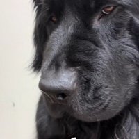 悪すぎる顔のバンデちゃん！！