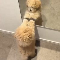 鏡を見つめる犬