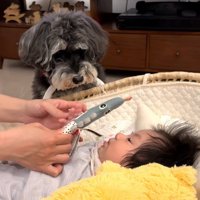 おもちゃが気になるジジちゃん