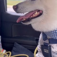 残念そうなごん太くん