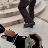 撫でられるラックくん