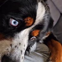 小型犬気分でまったり♪