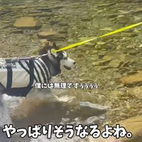 足先を川に入れて後ずさりするハスキー犬