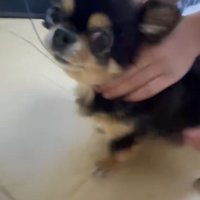 まだ驚いている様子の小型犬