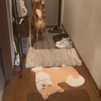 ドアの外を見つめる柴犬
