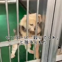 『殺してくれ』と捨てられた犬