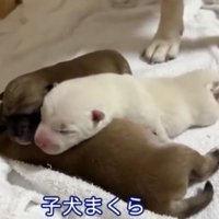 ぎゅっと重なった3匹の犬