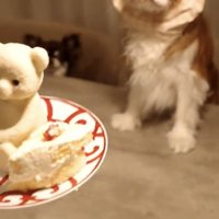 ケーキを前に座る犬