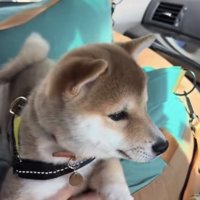飼い主さんに抱っこされながら窓の外を見る豆柴