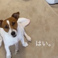 口をわずかに動かして、お返事もできます！