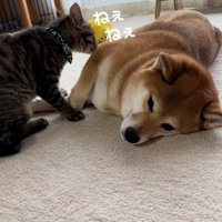 ツンツンするゆずくん