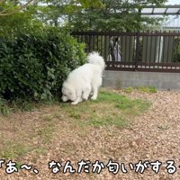 地面の匂いを嗅ぐ犬
