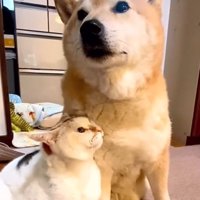 麦太郎くんが大好きな可憐ちゃん