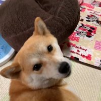 撫でるのをやめたら…